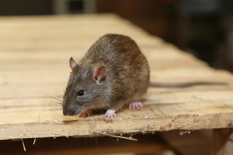 Brown rat standing on the edge of a timber shelf inside a shed